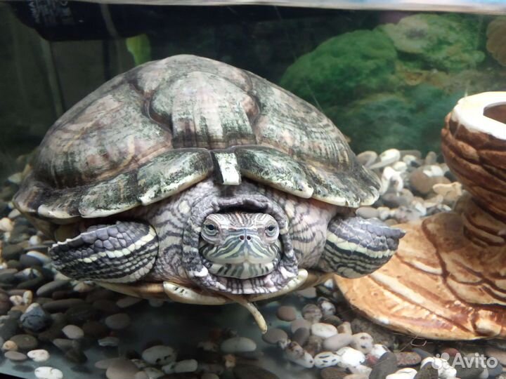 Красноухие черепахи