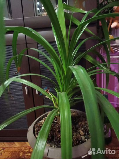 Пандаус пальма