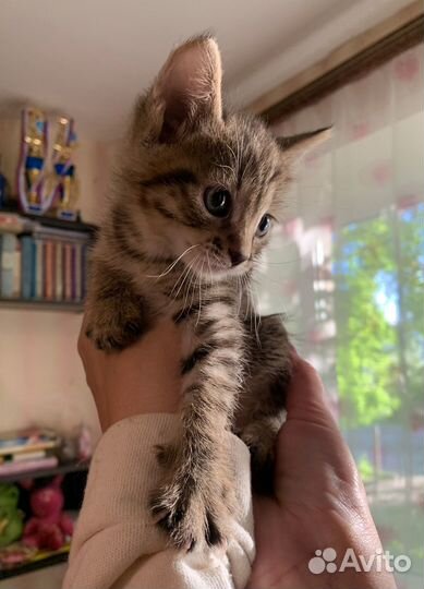 Котенок мальчик бесплатно