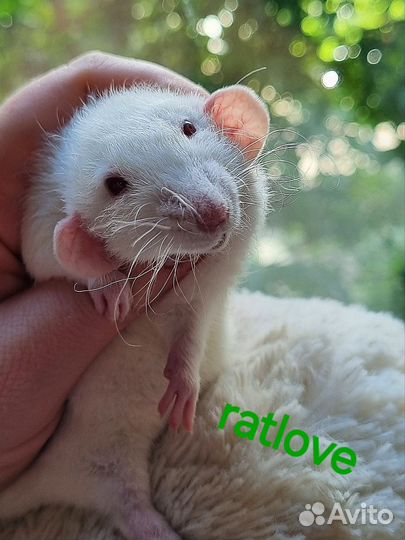 Крысята от ratlove,снежинка кудряшка