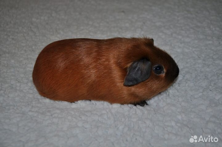 Морские свинки мальчики