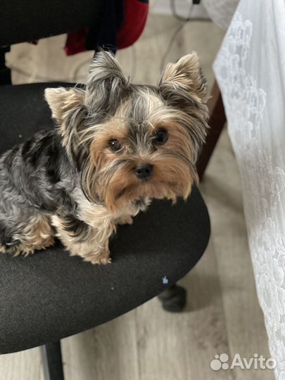 Щенки Йорка