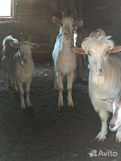 Зааненские козы дойные