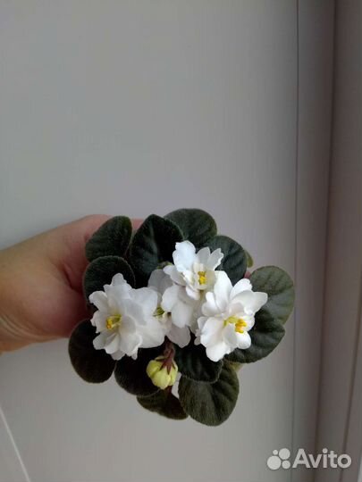 Детки сортовых фиалок