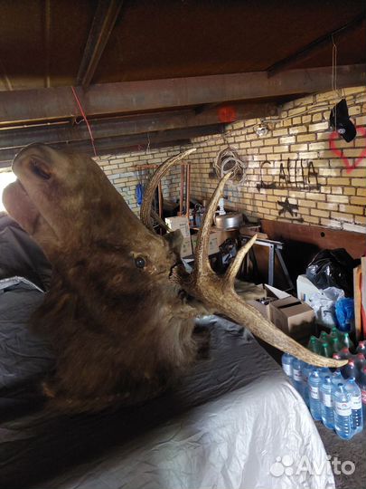 Чучело головы лося