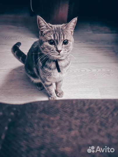 Британская кошечка на вязку
