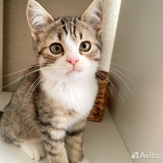 Котенок девочка ищет дом