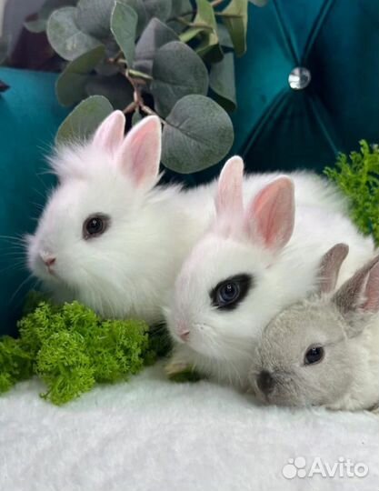 Кролики мини