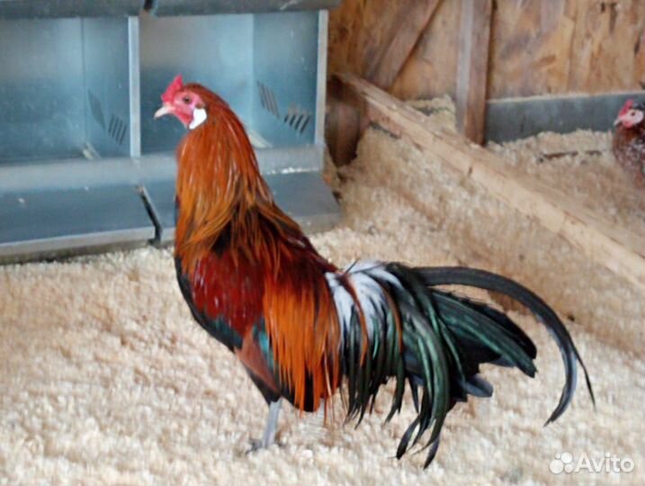 Продаются петушки