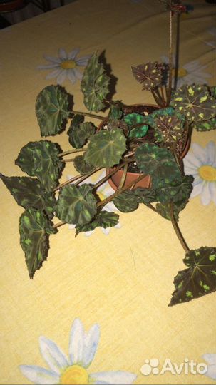 Комнатные цветы бегония, фиалки, герань