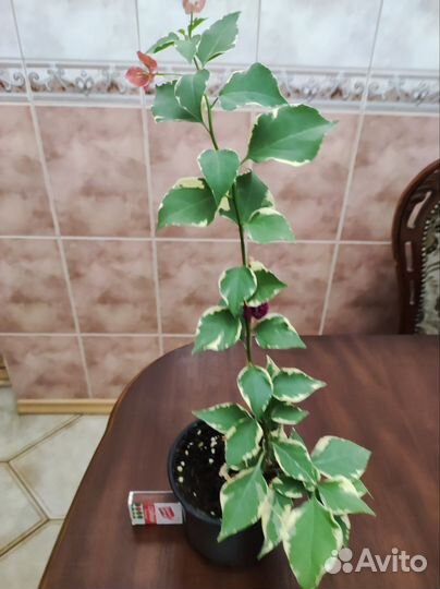 Бугенвиллия вариегатная