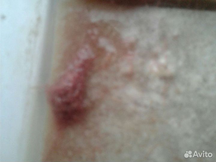 Трубочник изя