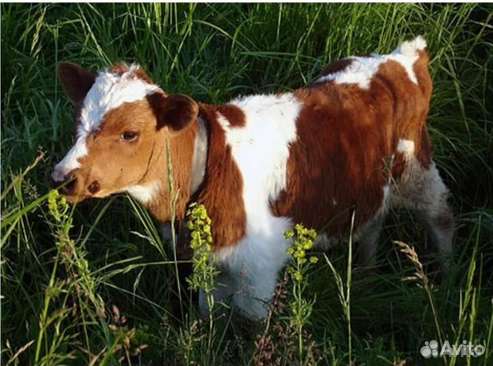 Телята сименталы