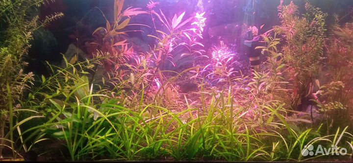 Растения для аквариума