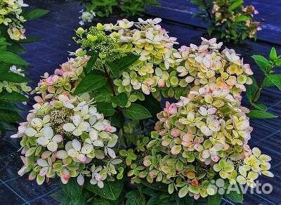 Гортензия метельчатая