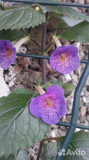 Ахименанта Lionheart