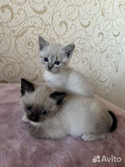 Тайские котята