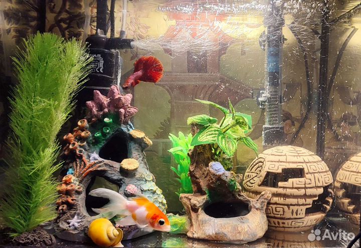Отдам рыбок и 2х улиток