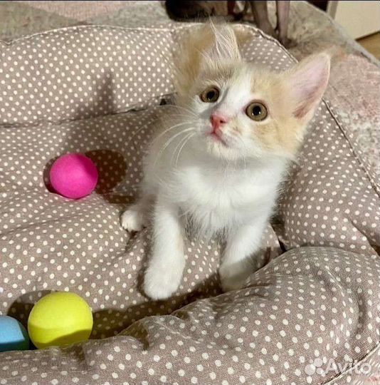 Маленькая котенка в Добрые руки