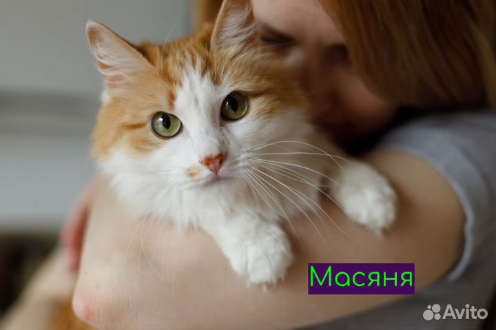 Ищу хозяев для умных и воспитанных котиков