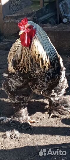 Продаётся петух кохинхин на племя возраст 9 мес