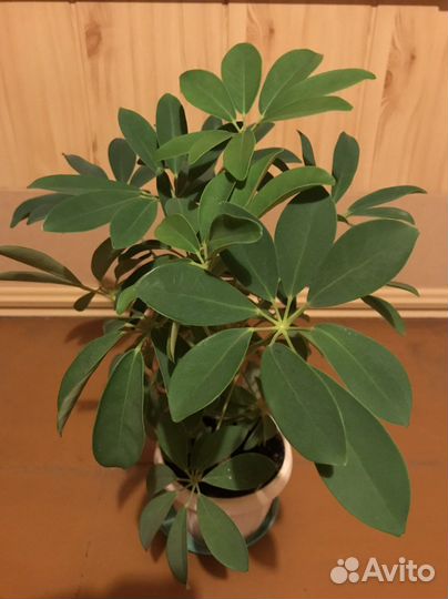 Комнатные цветы шефлера