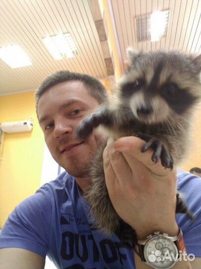 Кастрация, стерилизация кошек и собак