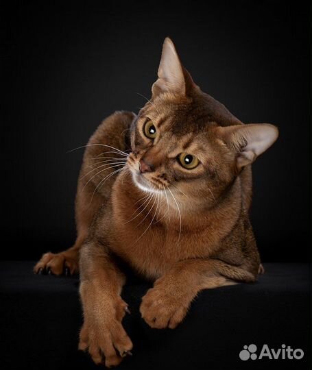 Абиссинский кот Чемпион на вязку
