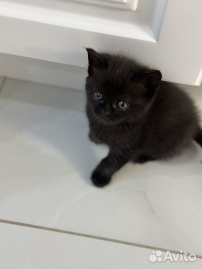 Котик