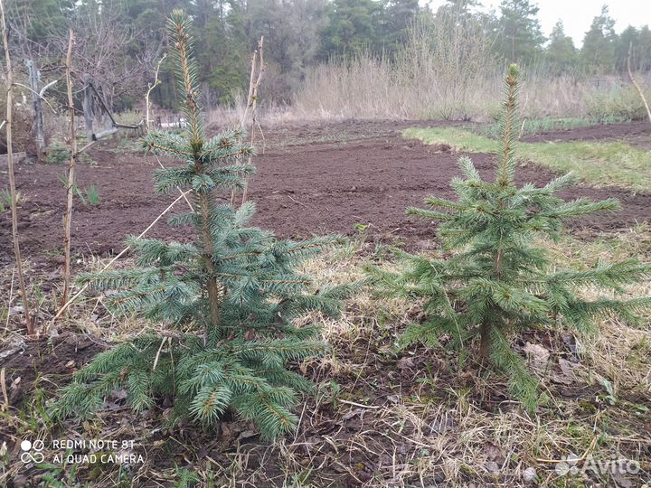 Саженцы ель голубая