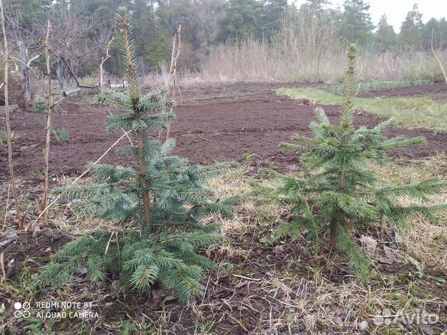 Саженцы ель голубая