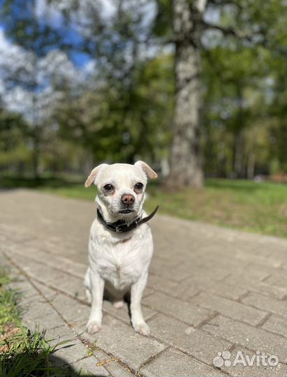 Чихуахуа отдам в хорошие руки