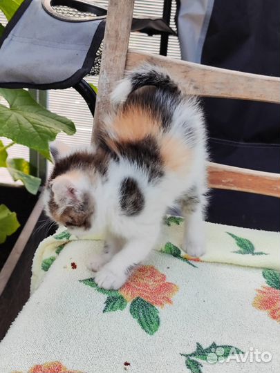 Котёнок