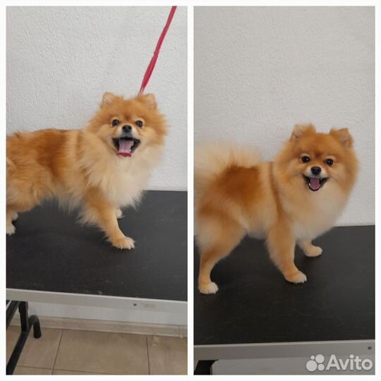 Груминг собак/ стрижка собак/ грумер