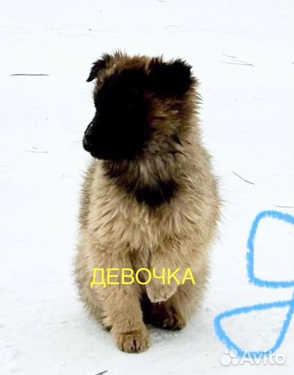 Щенки в добрые руки