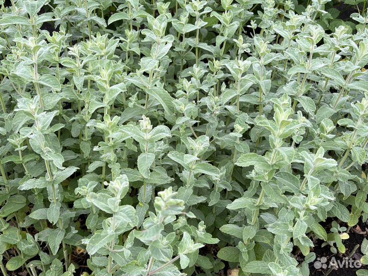 Многолетки