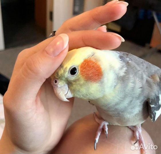 Попугай карелла