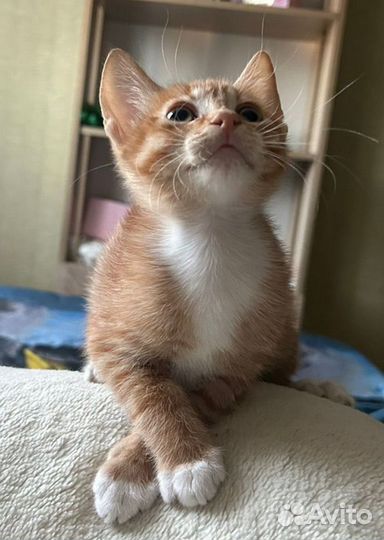 Котики бесплатно