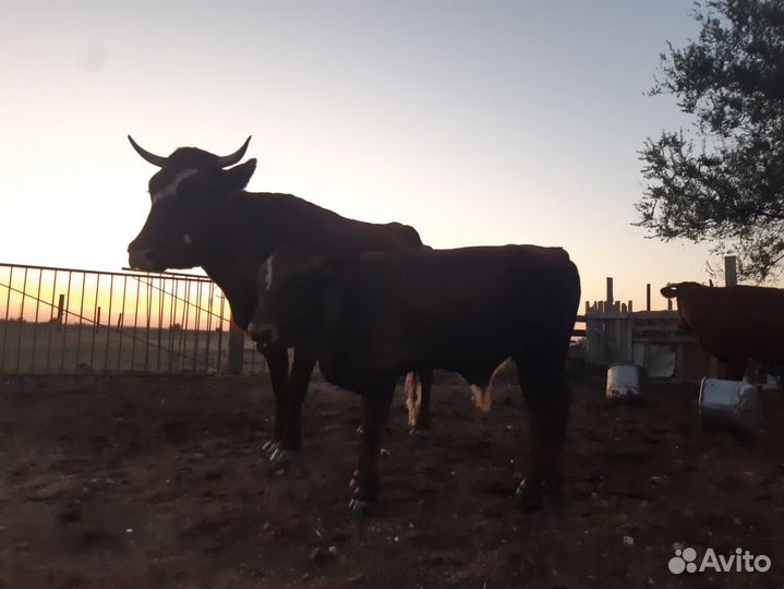 Продаются коровы и бычки