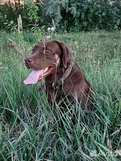 Шоколадный лабрадор на вязку