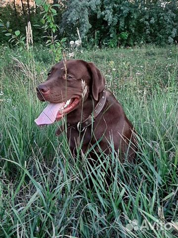 Шоколадный лабрадор на вязку
