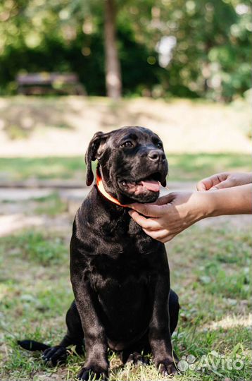 Собаки щенки