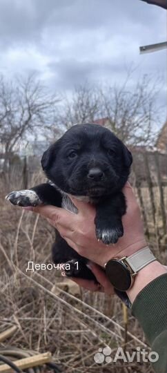 Щенки алабая в добрые руки
