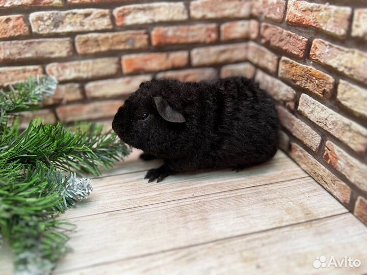 Морская свинка тедди, мальчик