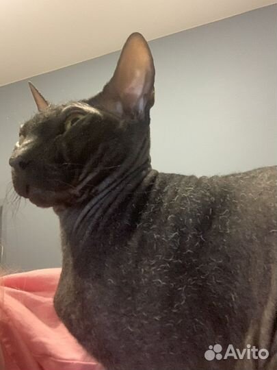 Донской сфинкс велюр