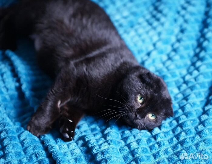 Кошка черная