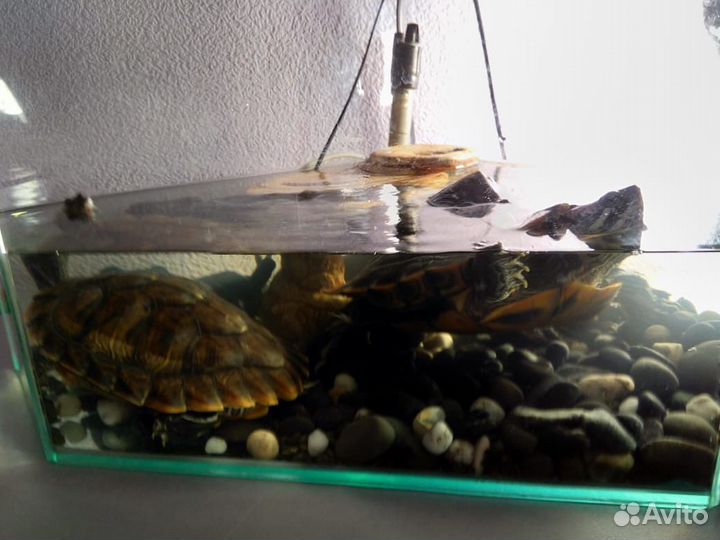 Черепашки красноухие