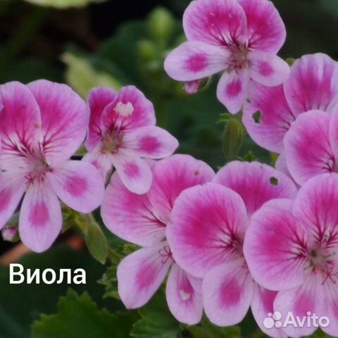 Пеларгония герань- ангел