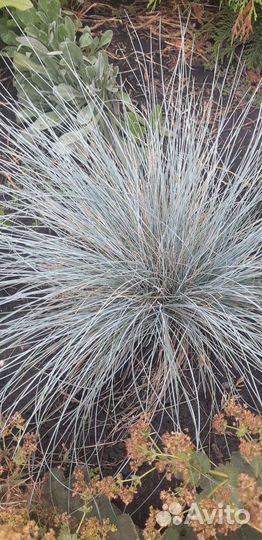 Овсяница сизая