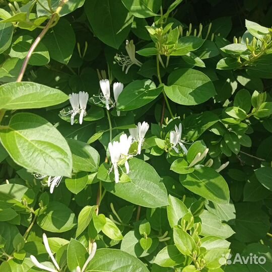 Жимолость каприфоль